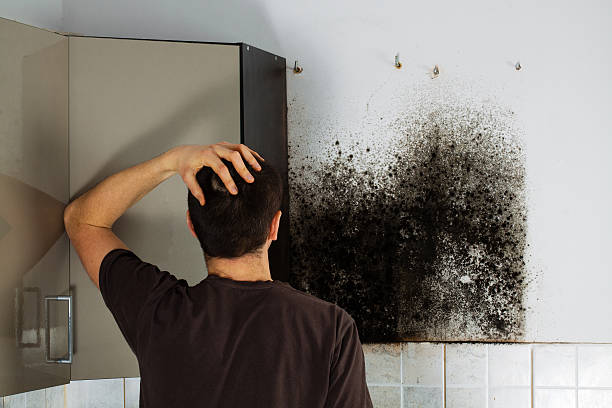 Best Black Mold Removal  in Tompkinsville, KY